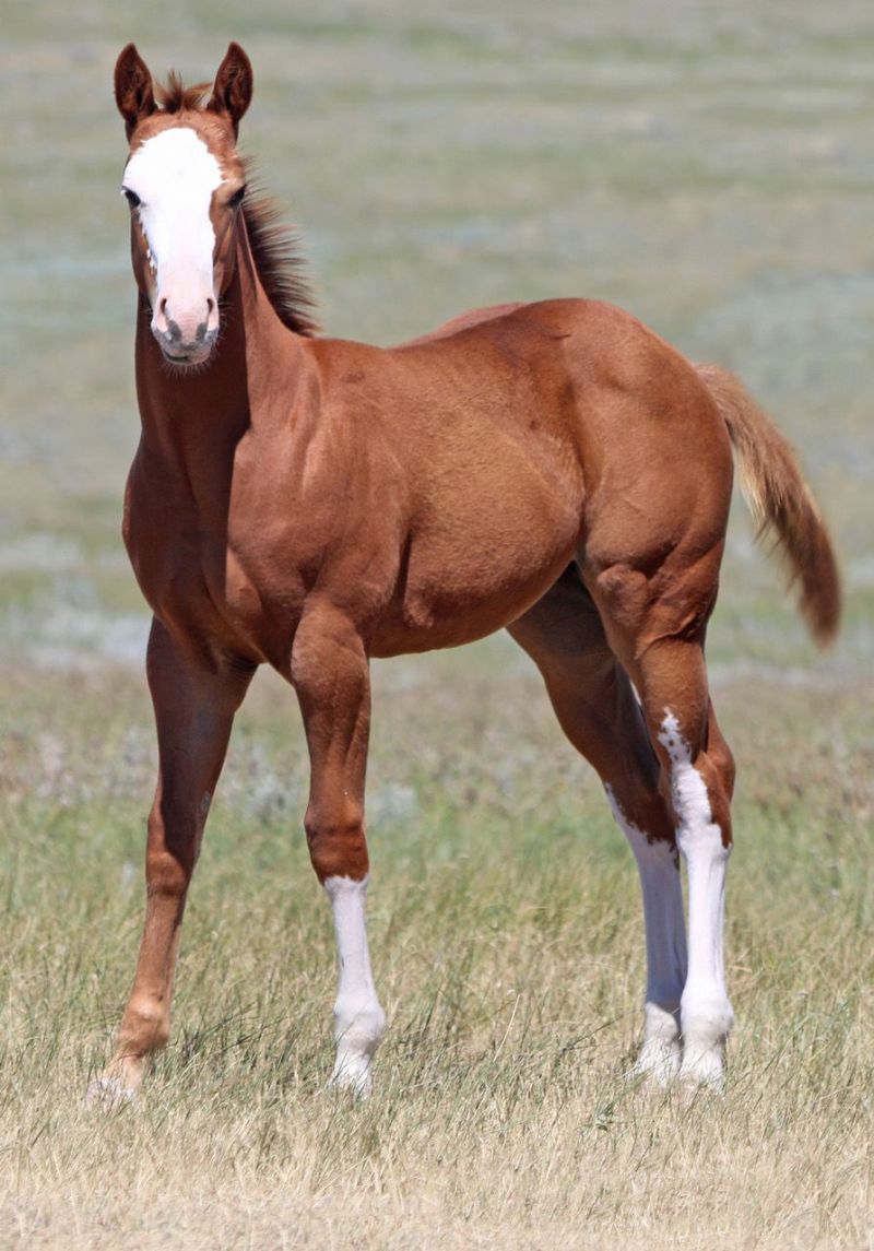 015 - Caseys Fame filly